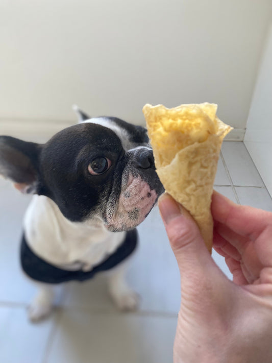 HOTDOG 有明ポップアップ、ありがとうございました