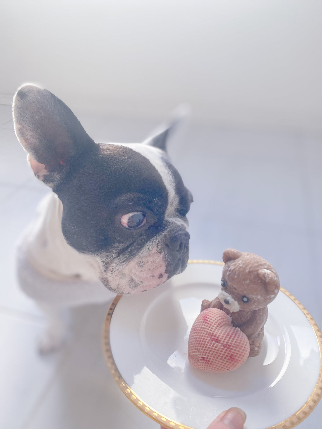愛犬が喜ぶバレンタインケーキ