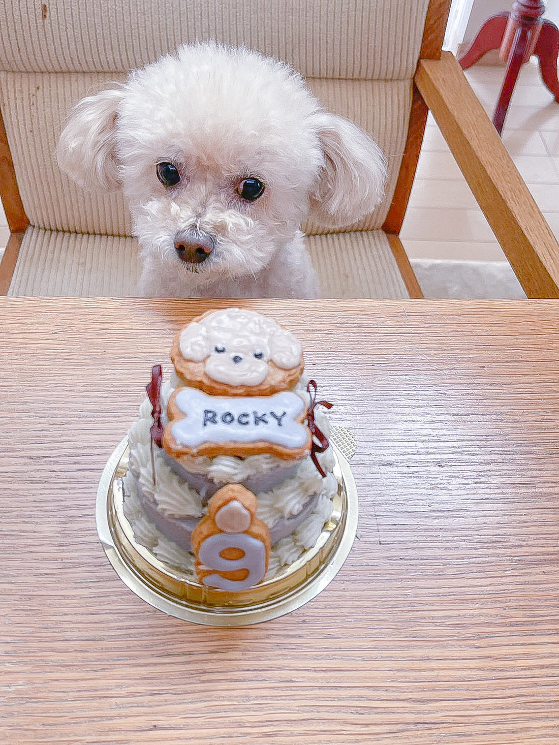 愛犬のお誕生日に