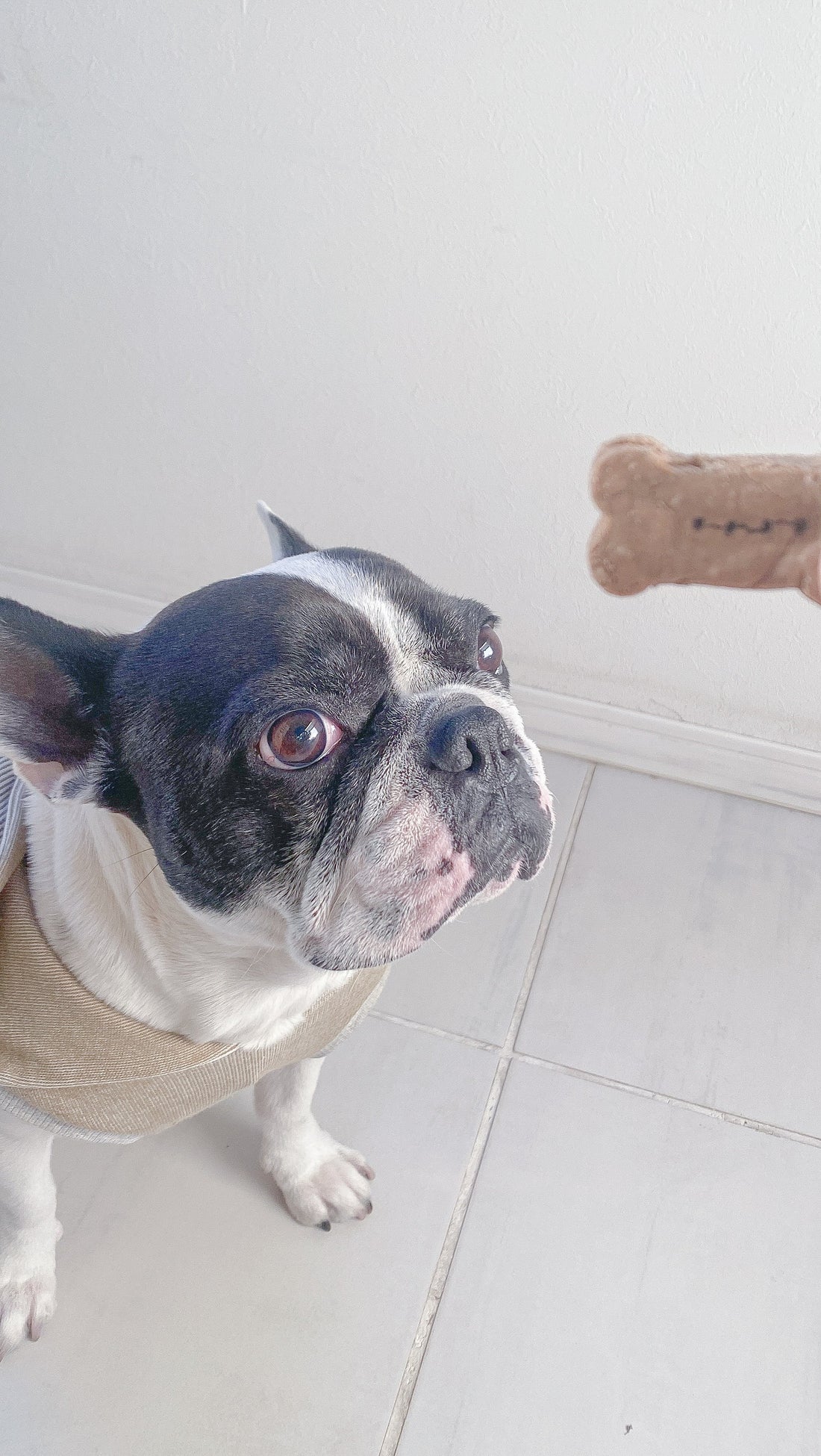 レバーは、犬に良い？