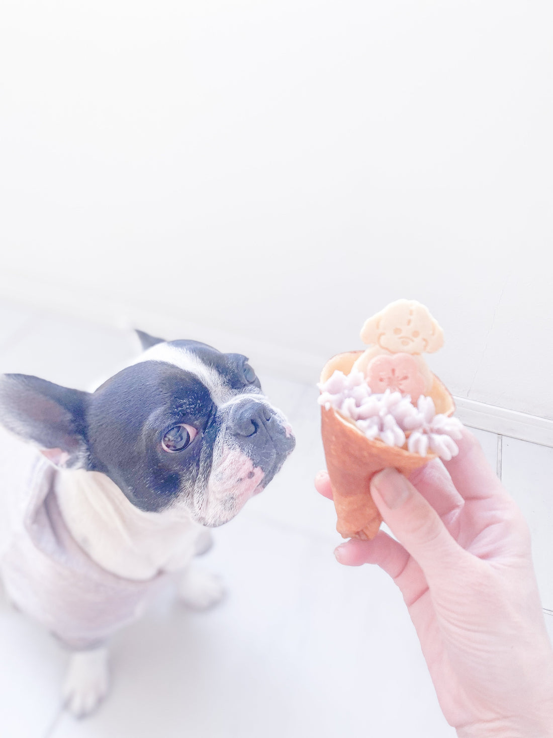 犬用クレープ　春