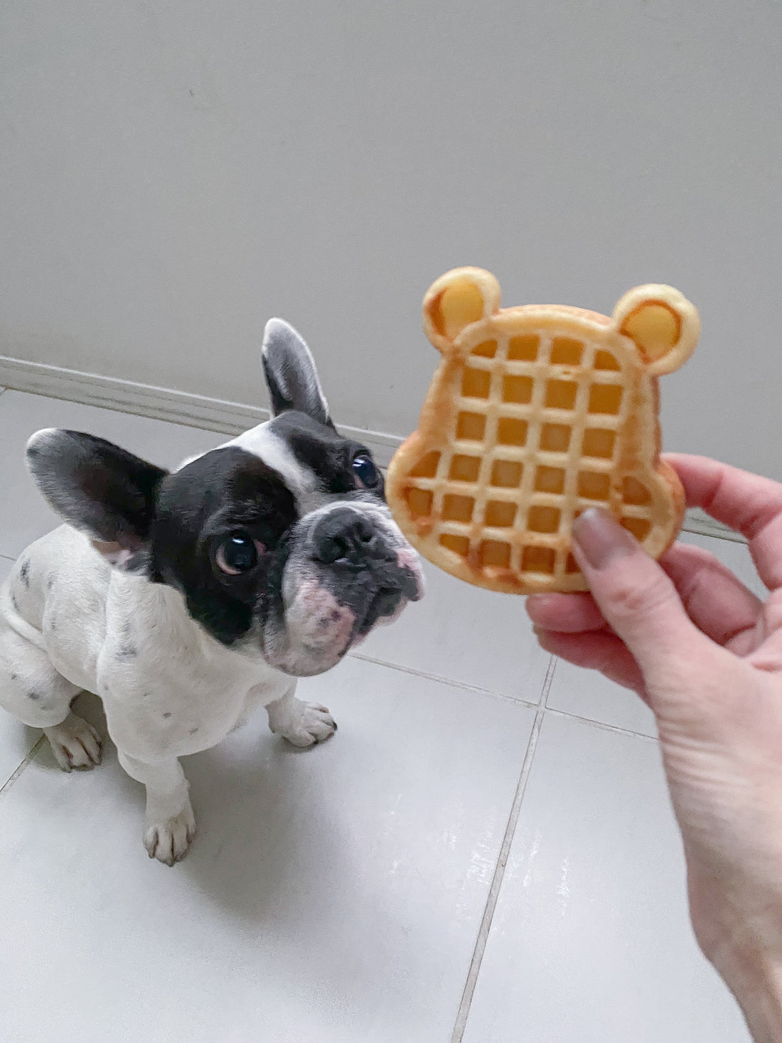 犬用ワッフル