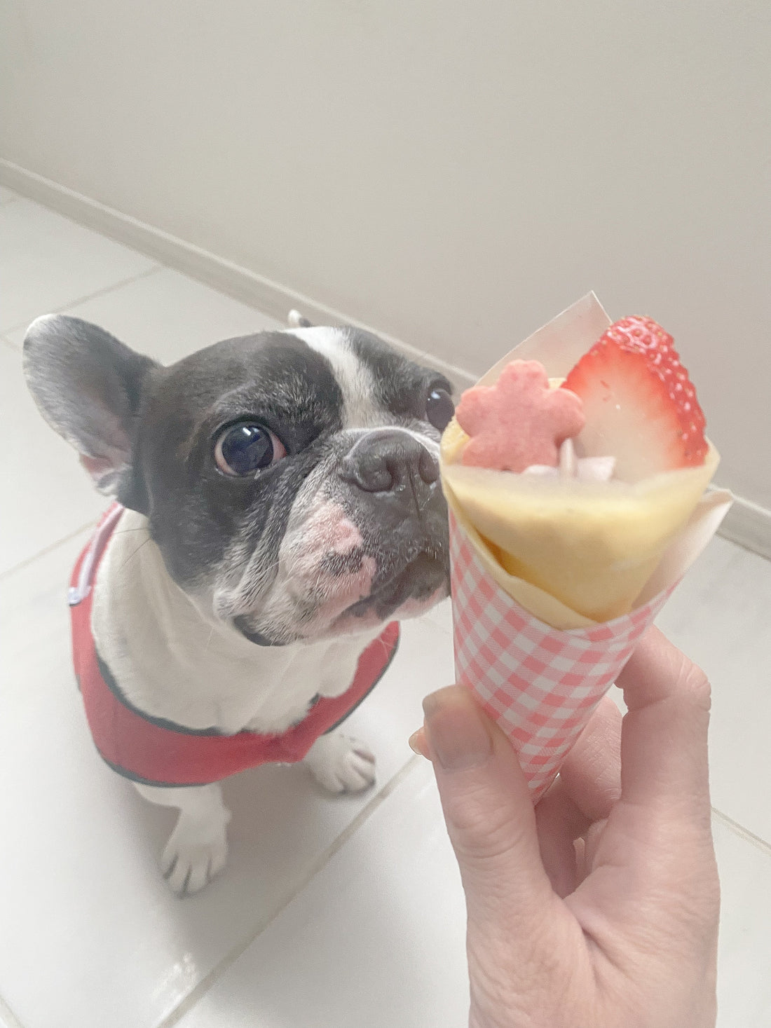 犬用クレープ　桜