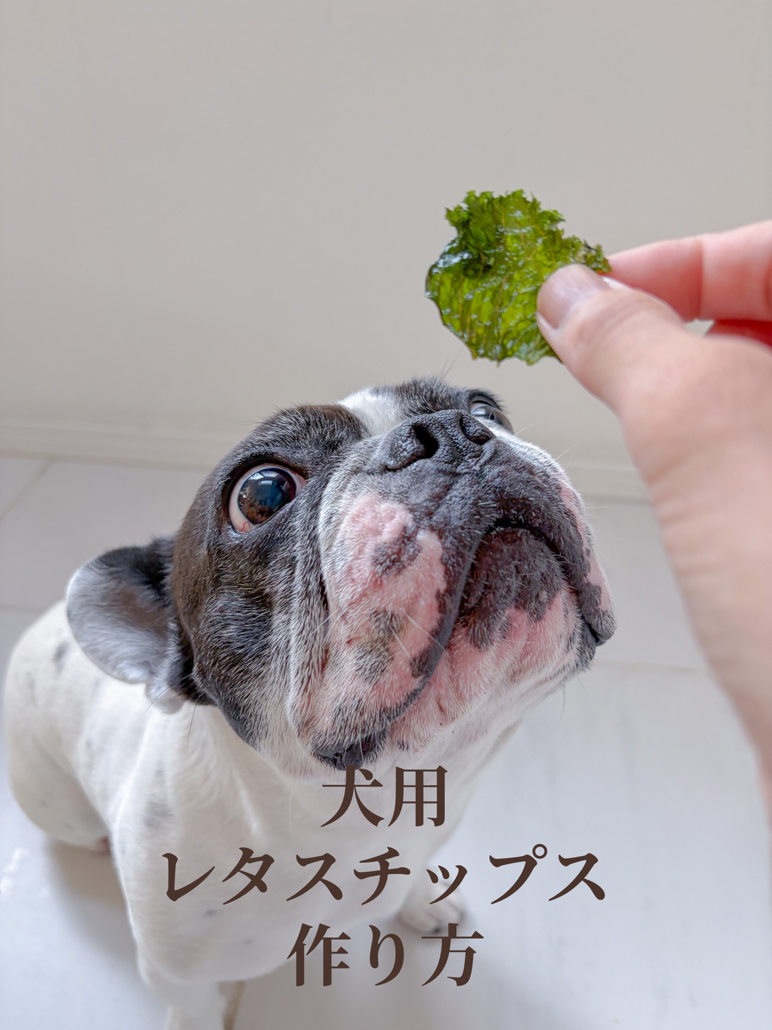 簡単犬用レタスチップス作り方