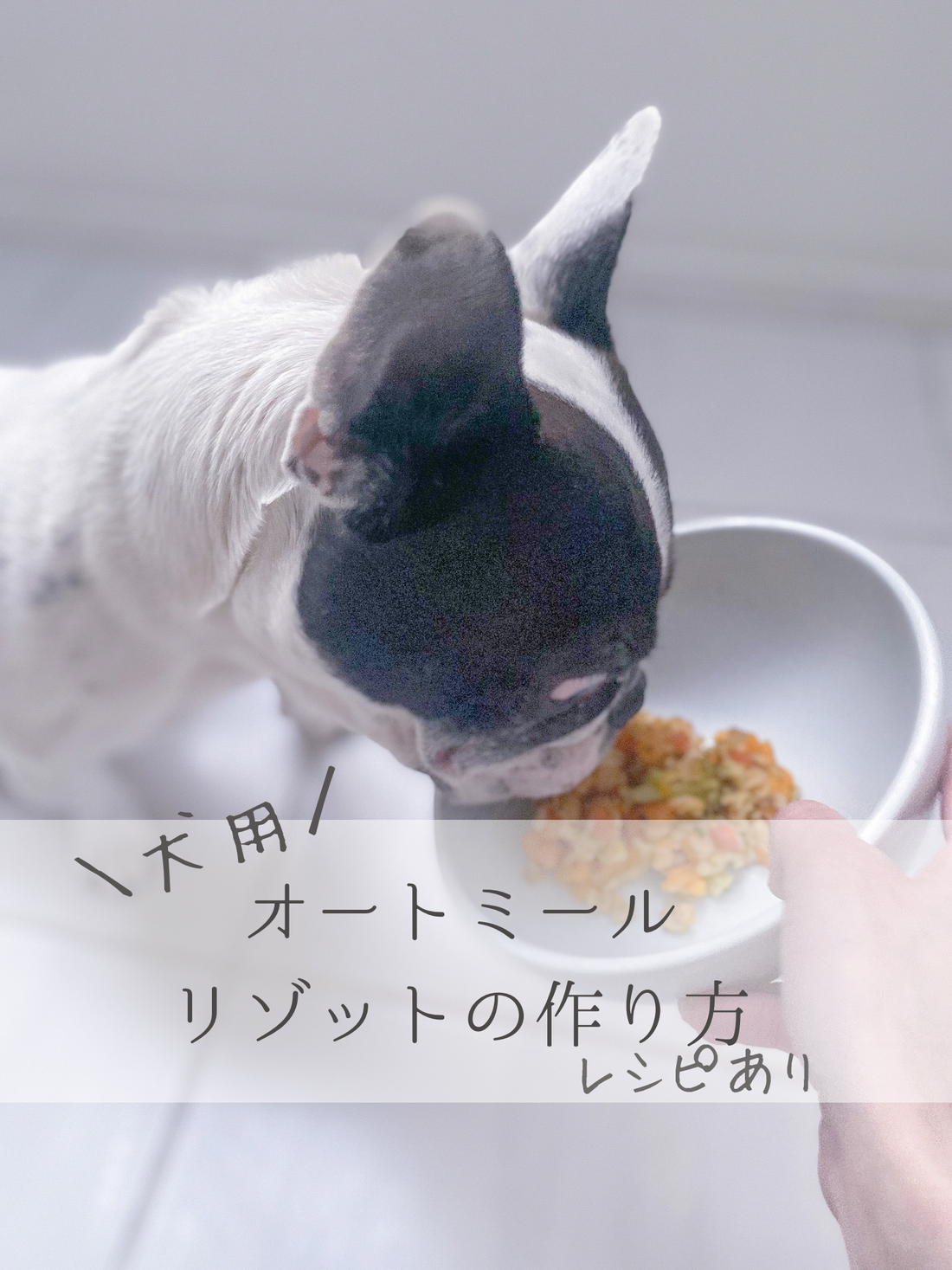 犬用オートミールリゾットの作り方(レシピ)