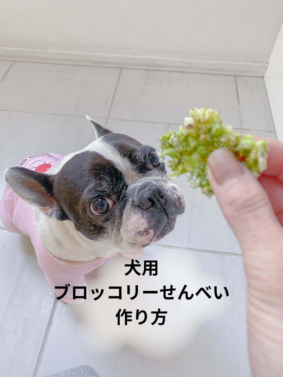 犬用ブロッコリーせんべい作り方