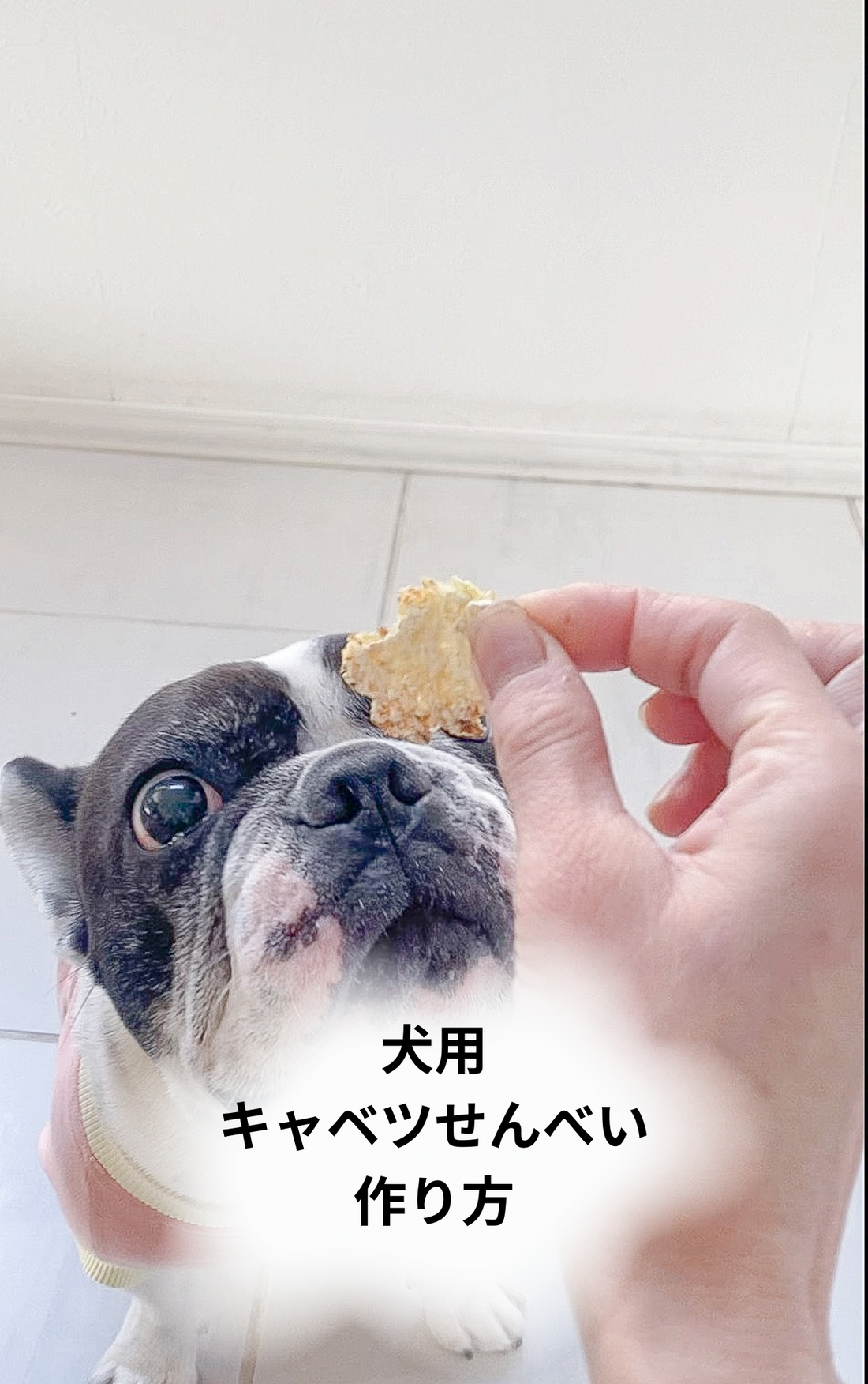 犬用キャベツせんべいの作り方