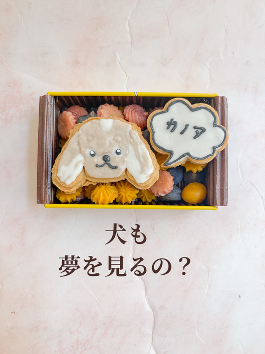 犬って夢を見るの？