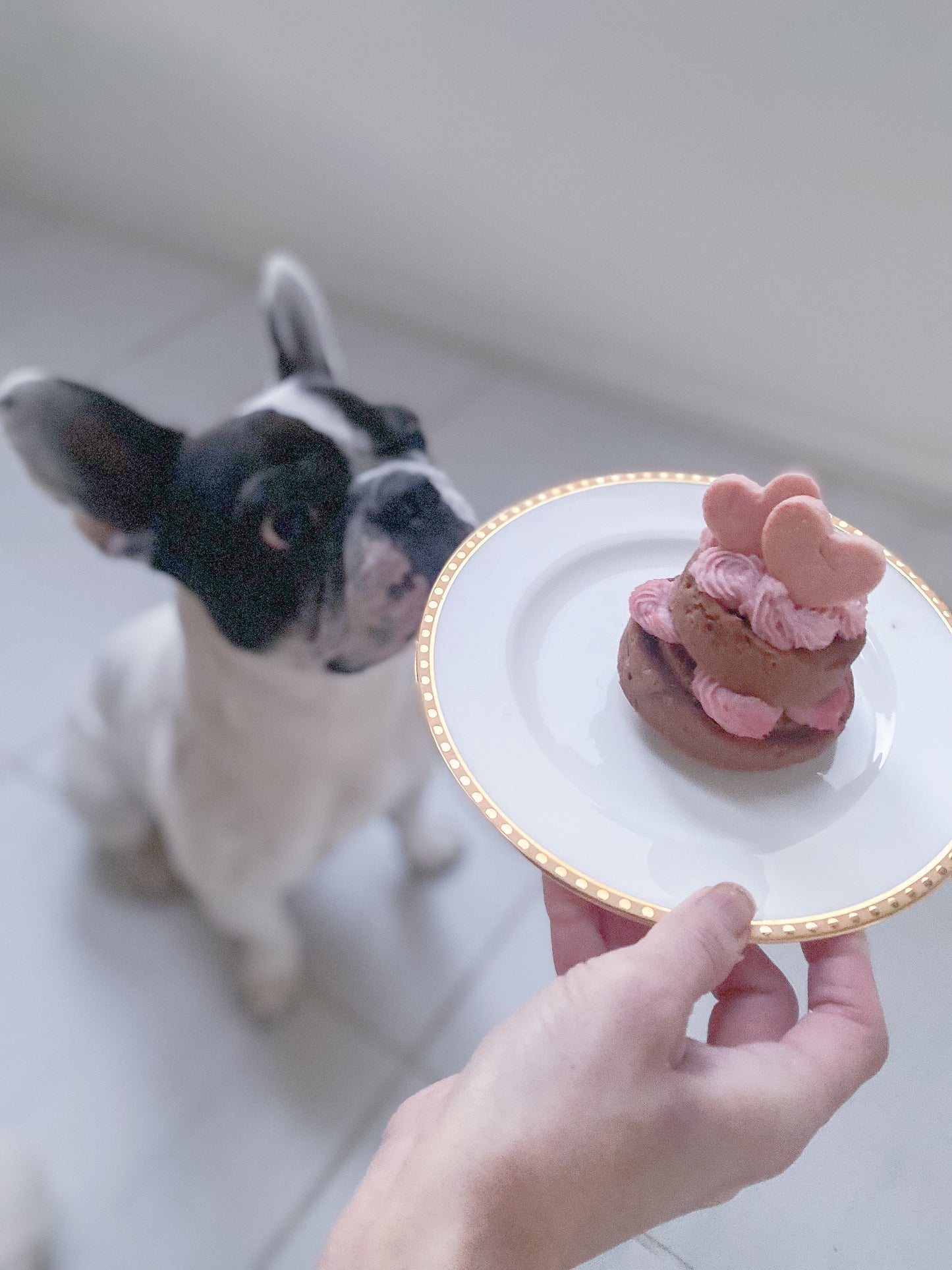 犬用バレンタインケーキ