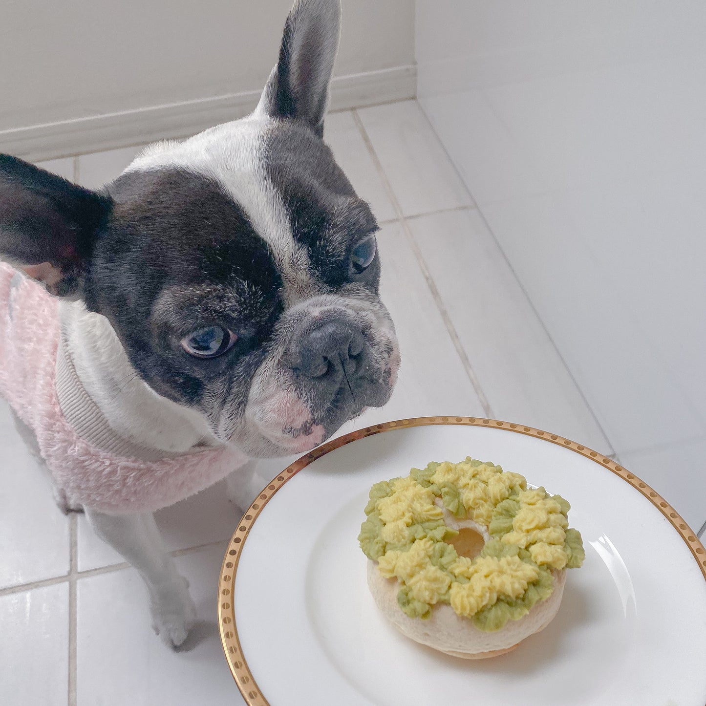 犬用ミモザケーキ　犬用ケーキ　犬おやつ