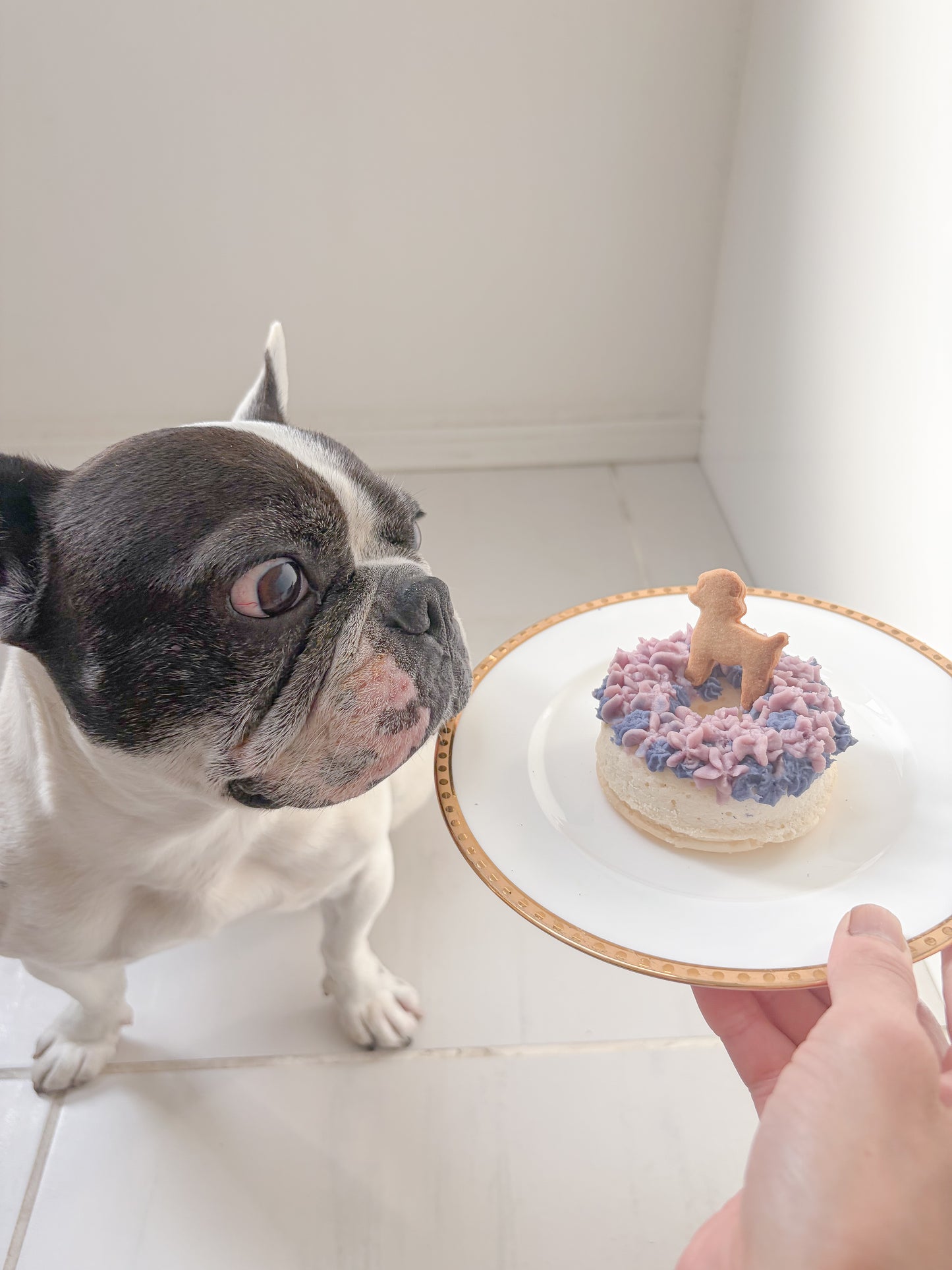 犬用ケーキ　紫陽花
