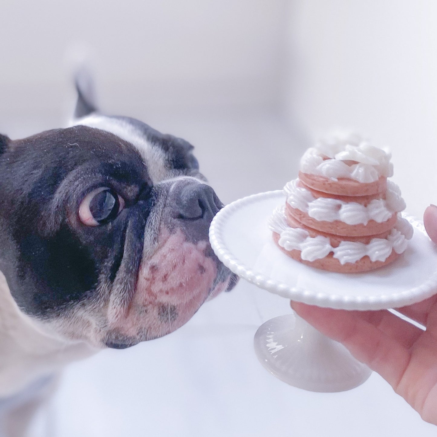 犬用クッキーケーキセット